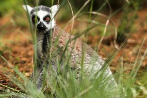 ring-tailed-lemur-1809661__340.jpg